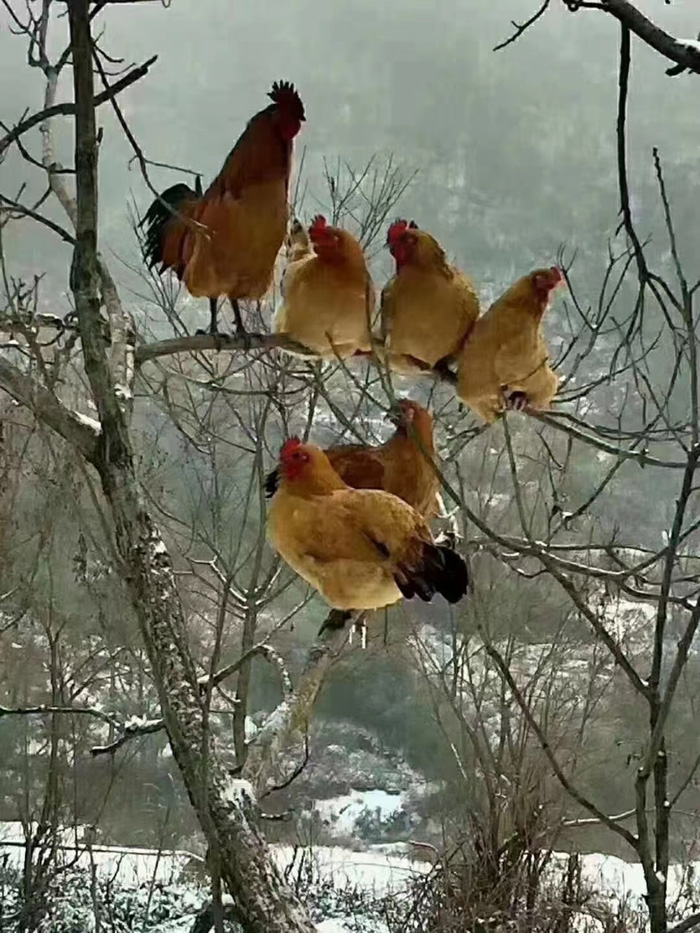金寨土雞養(yǎng)殖場