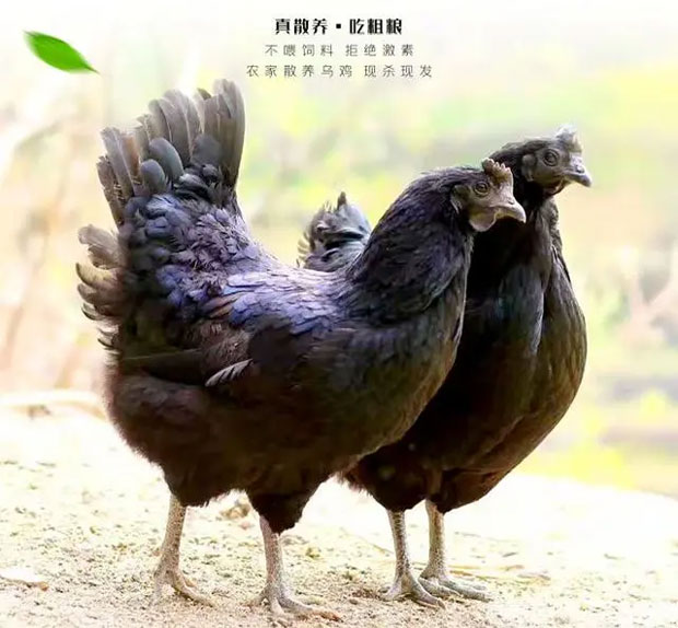 五黑雞
