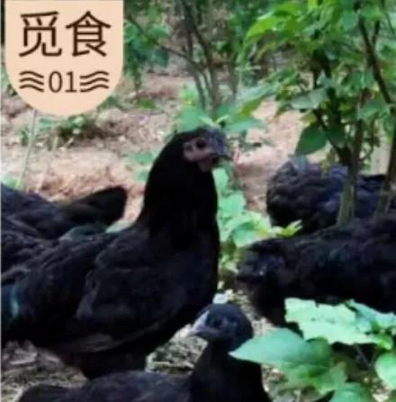 金寨五黑雞綠殼蛋