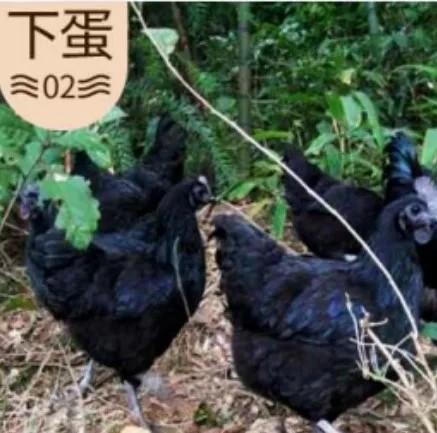 金寨五黑雞綠殼蛋