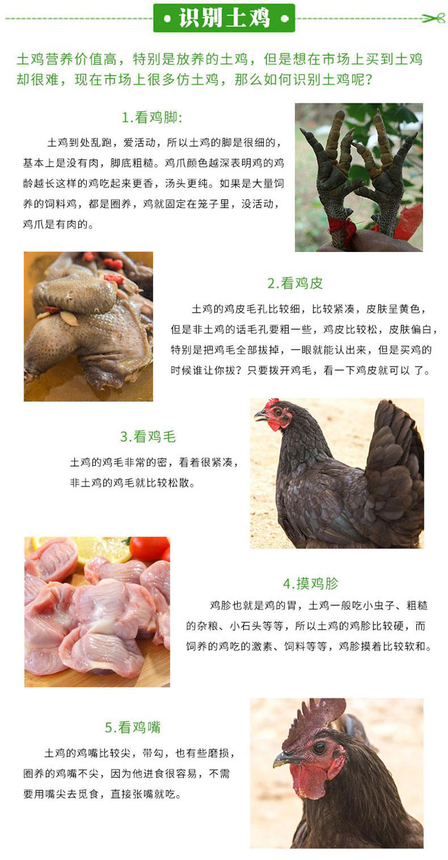 五黑雞