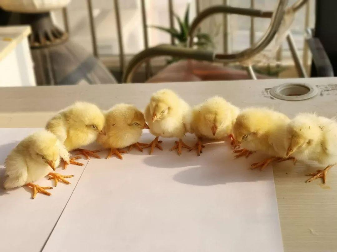 金寨散養(yǎng)土雞