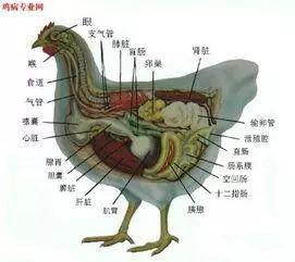 金寨散養(yǎng)土雞