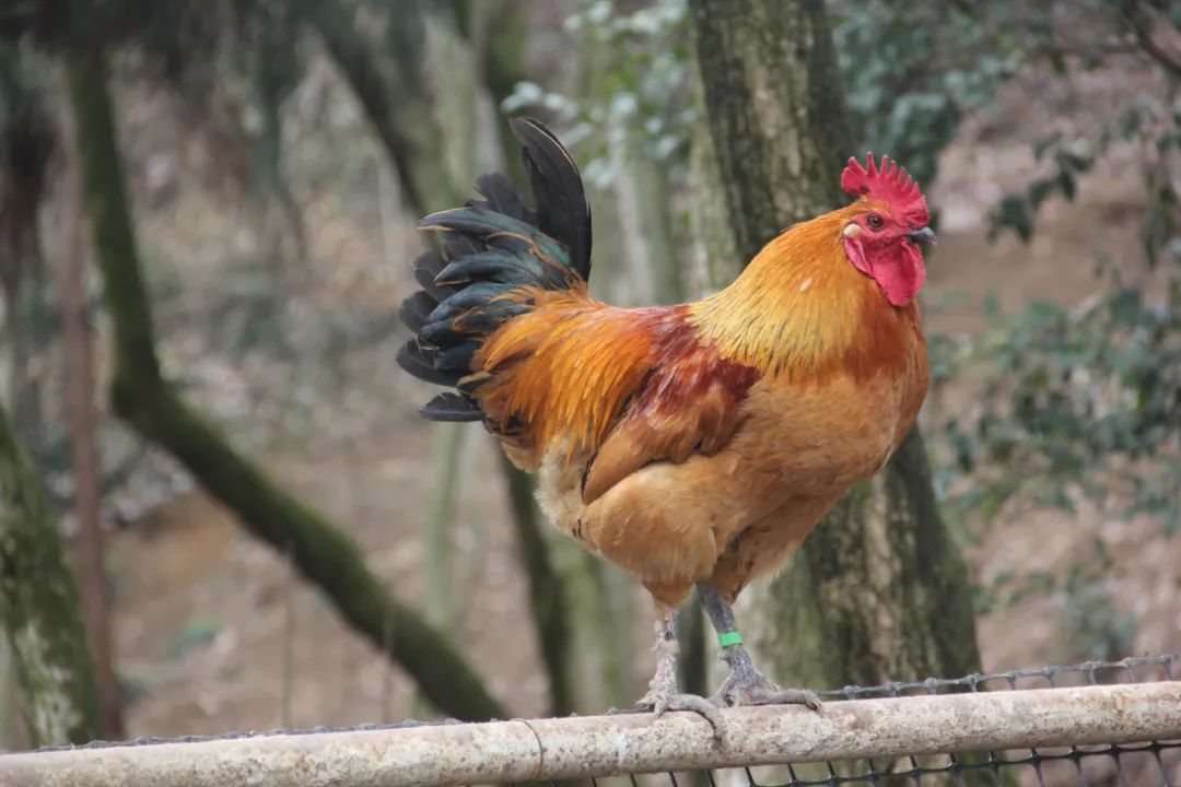 金寨黑腳土雞