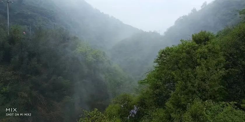 金寨黑腳土雞