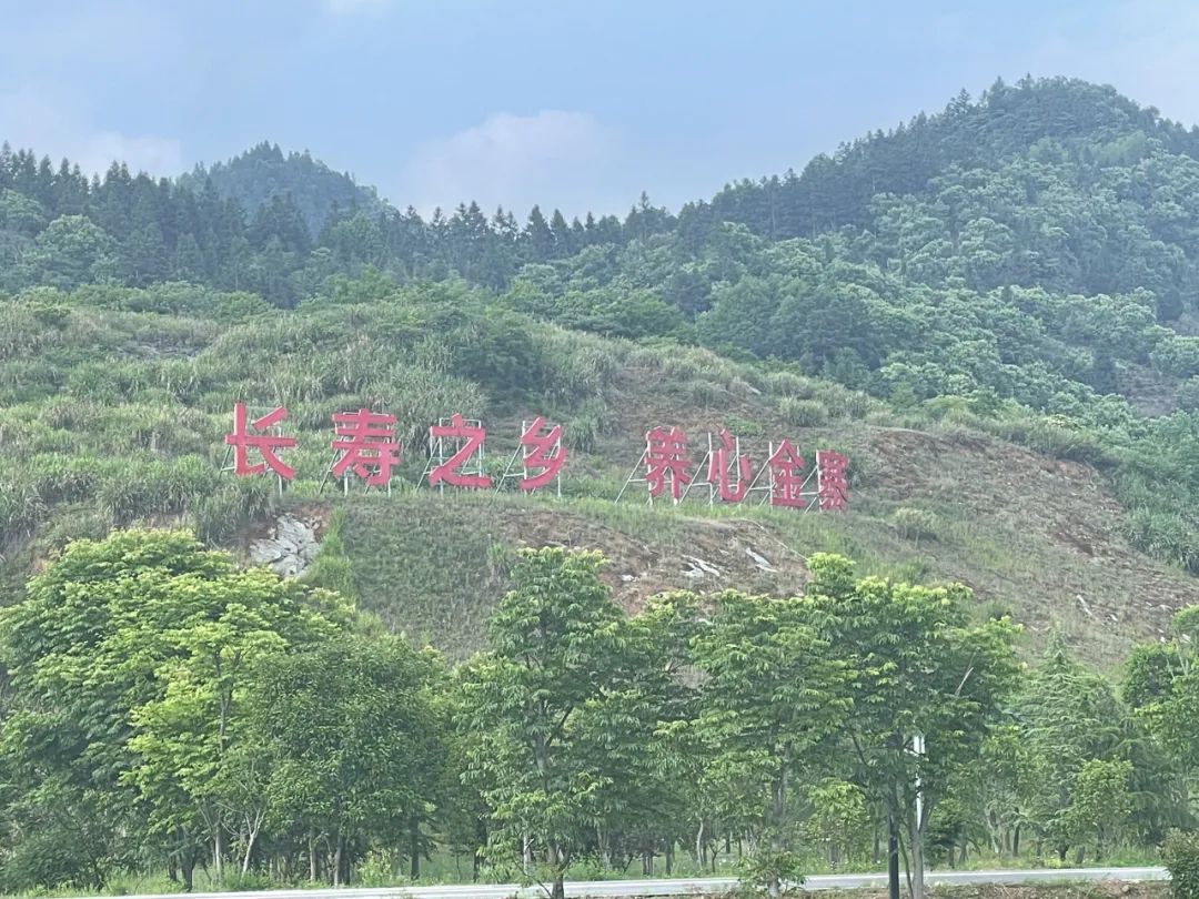 金寨黑腳土雞