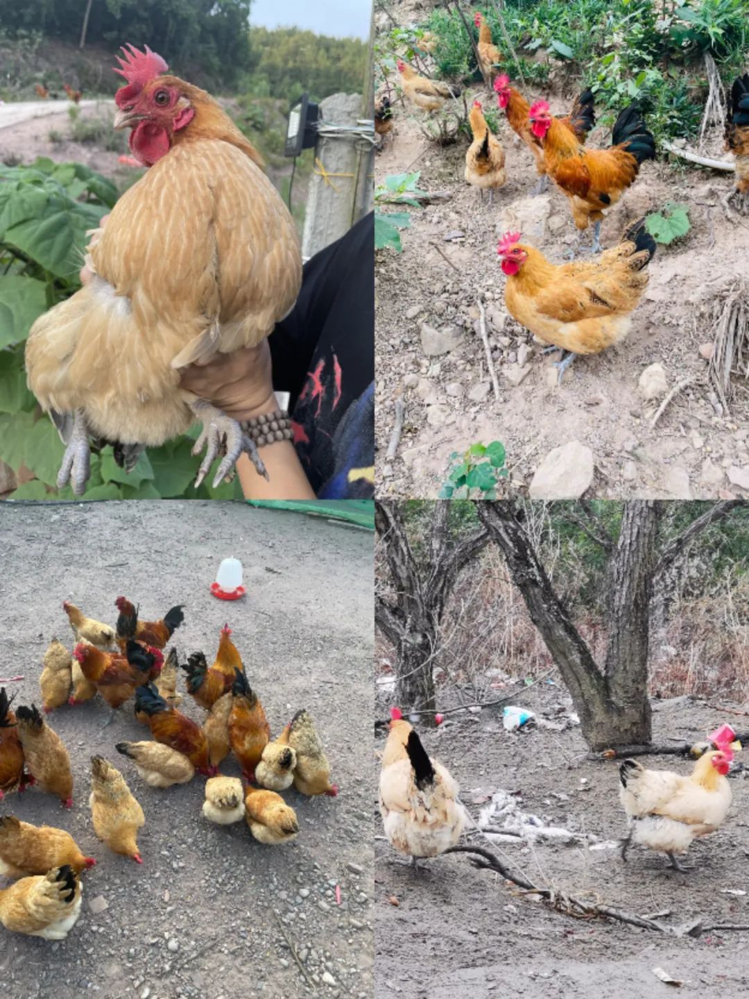金寨黑腳土雞
