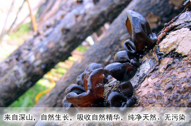 金寨靈芝孢子粉