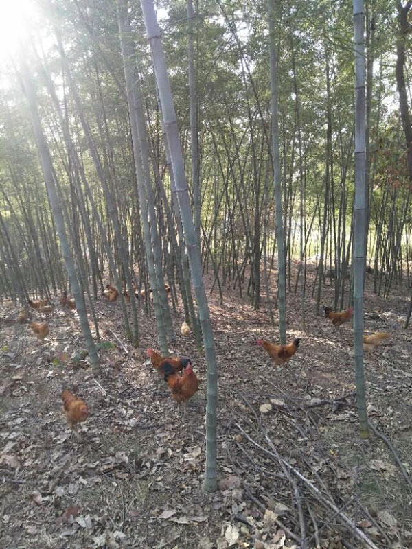 金寨土雞