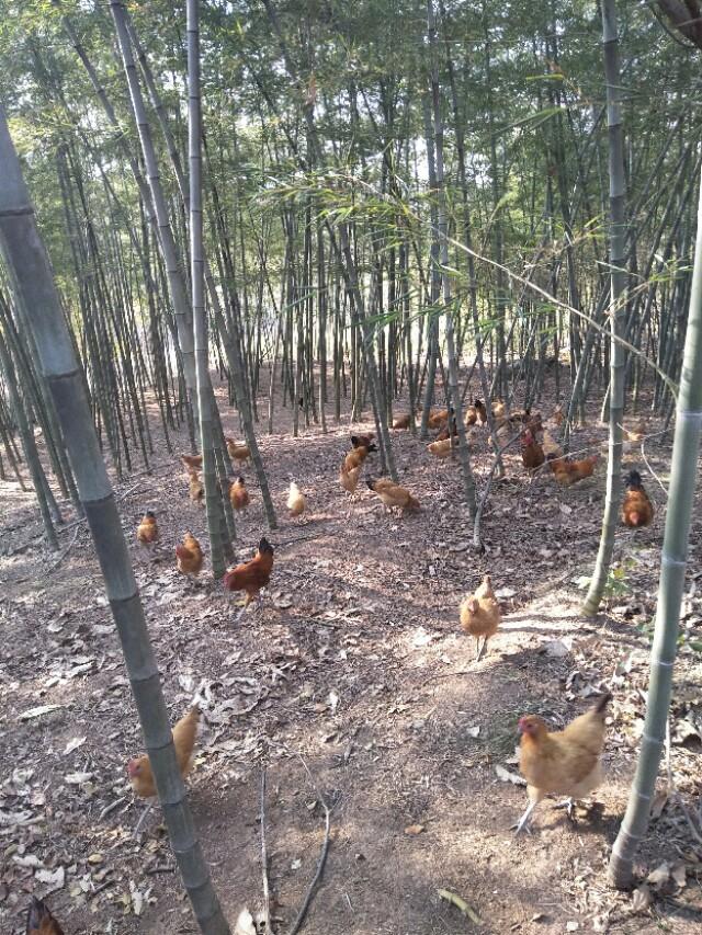 金寨土雞