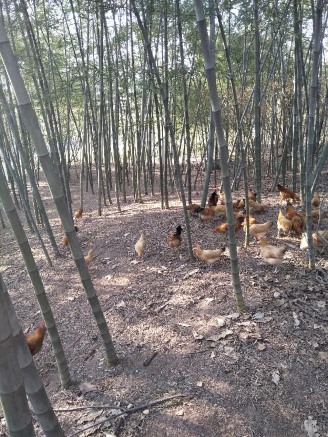 金寨土雞